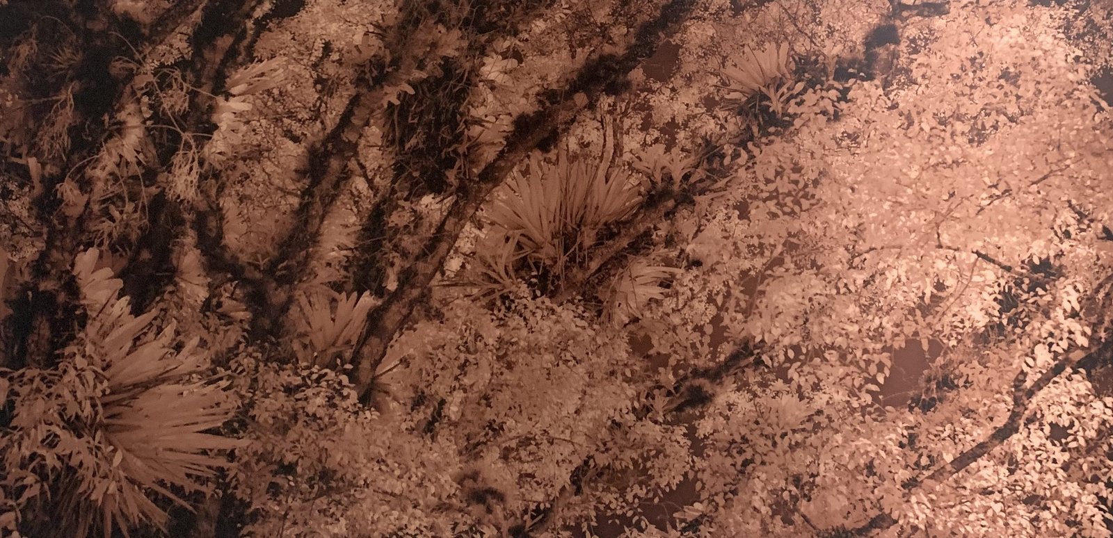 Mata Atlântica (latus sensu) 5