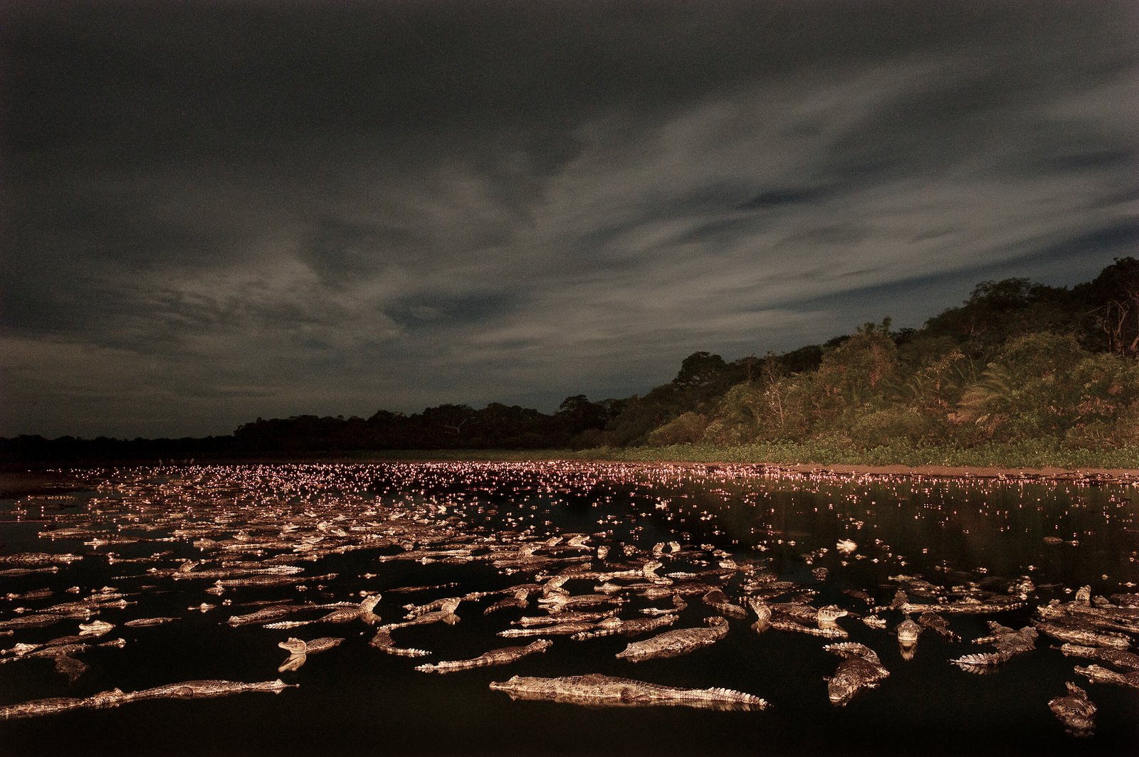 A Noite do Jacaré