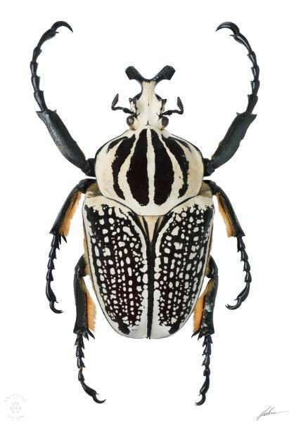 Goliathus meleagris