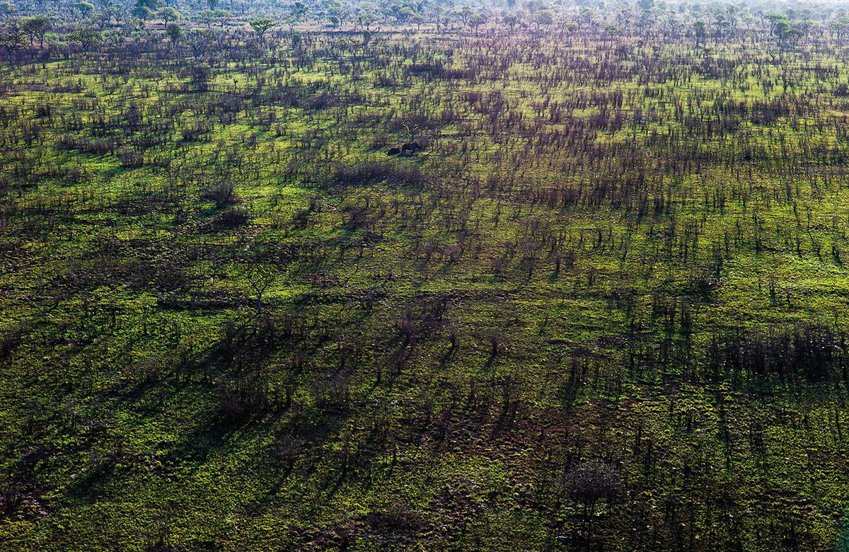 Jornada do Rinoceronte