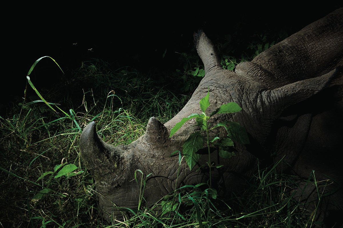 A Jornada do Rinoceronte