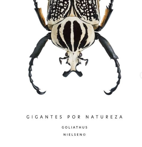 GIGANTES POR NATUREZA